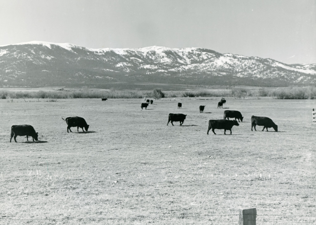Can you imagine this pastoral scene between Susanville and Johnstonville, was once flooded with over three feet of water.