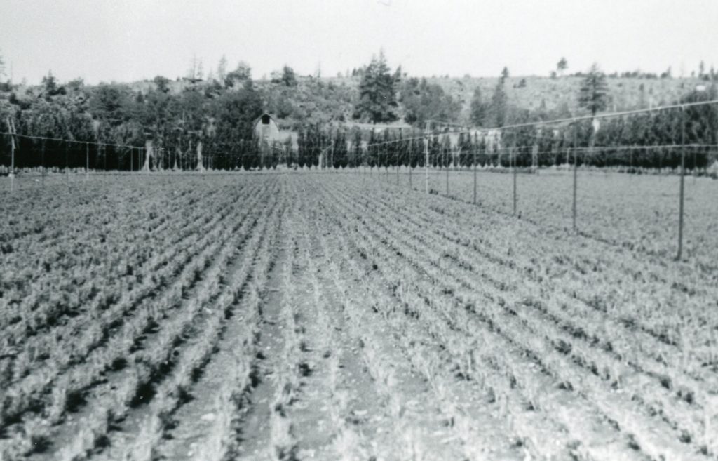 Durbin Nursery. Courtesy of Dick & Helen Harrison